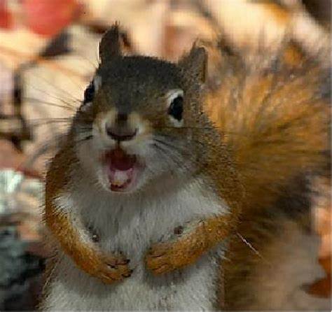 angrysquirrel